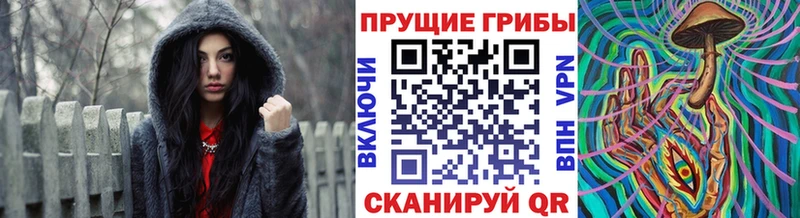 Купить закладки  Пошехонье  Галлюциногенные грибы Magic Shrooms 